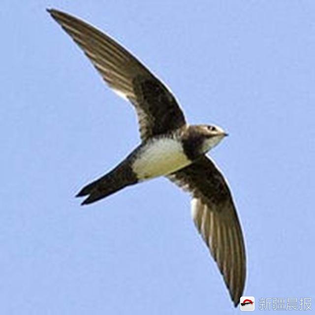 今年新疆野生鸟增至488种7年新增38种鸟类新记录