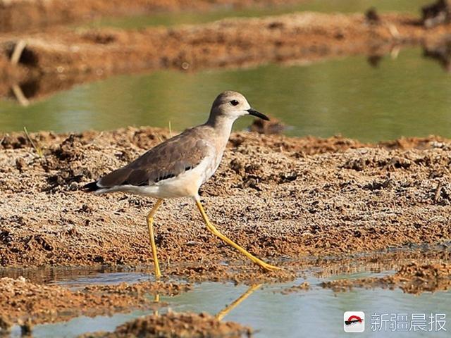 今年新疆野生鸟增至488种7年新增38种鸟类新记录