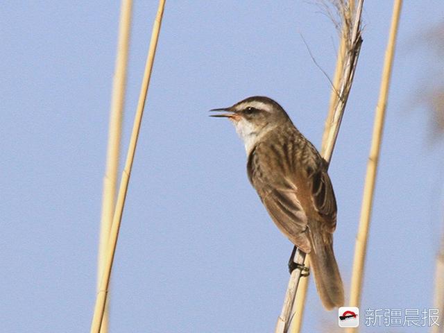 今年新疆野生鸟增至488种7年新增38种鸟类新记录
