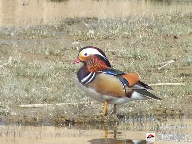 今年新疆野生鸟增至488种7年新增38种鸟类新记录