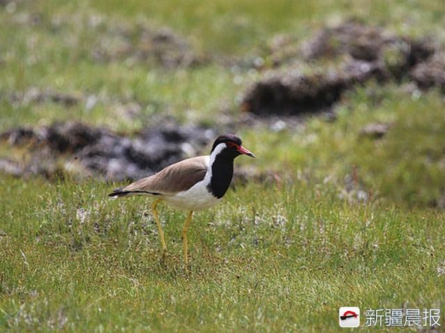 今年新疆野生鸟增至488种7年新增38种鸟类新记录