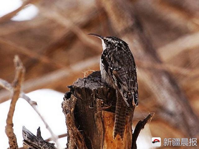 今年新疆野生鸟增至488种7年新增38种鸟类新记录