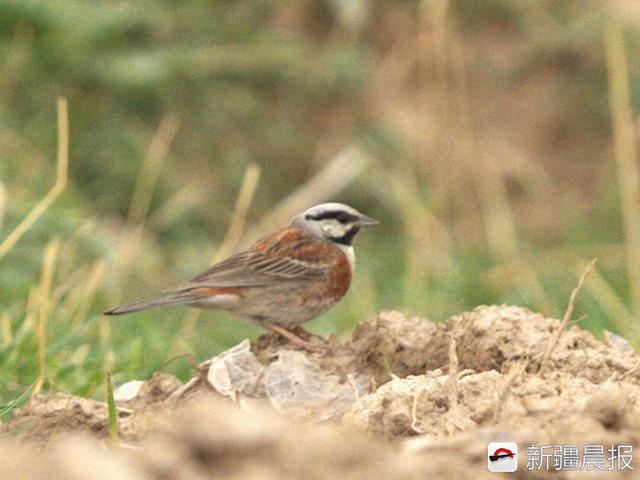 今年新疆野生鸟增至488种7年新增38种鸟类新记录
