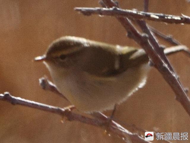 今年新疆野生鸟增至488种7年新增38种鸟类新记录