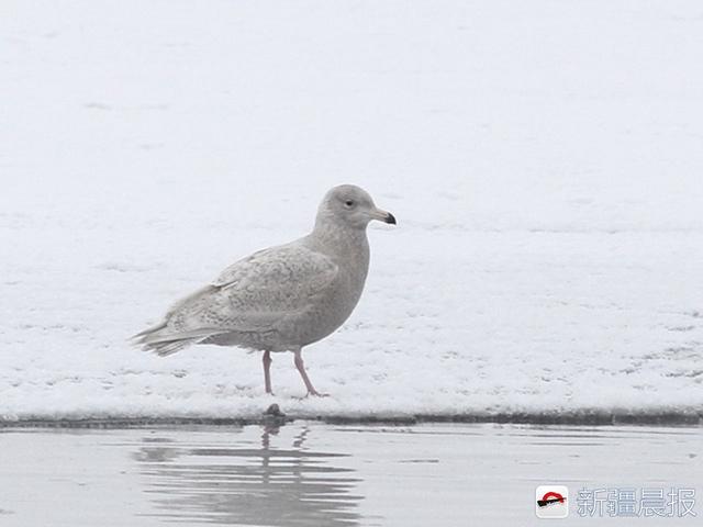 今年新疆野生鸟增至488种7年新增38种鸟类新记录