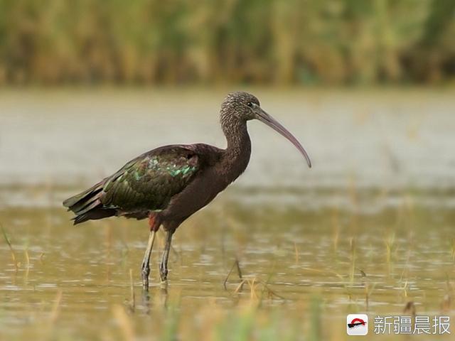 今年新疆野生鸟增至488种7年新增38种鸟类新记录