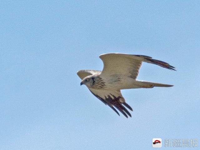 今年新疆野生鸟增至488种7年新增38种鸟类新记录