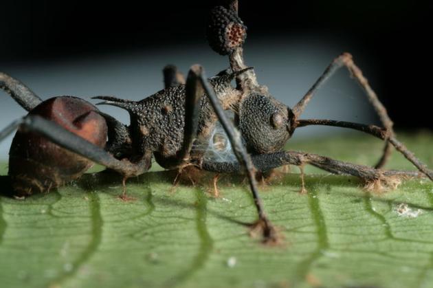 可将蚂蚁变僵尸的真菌：邪恶程度远超想象