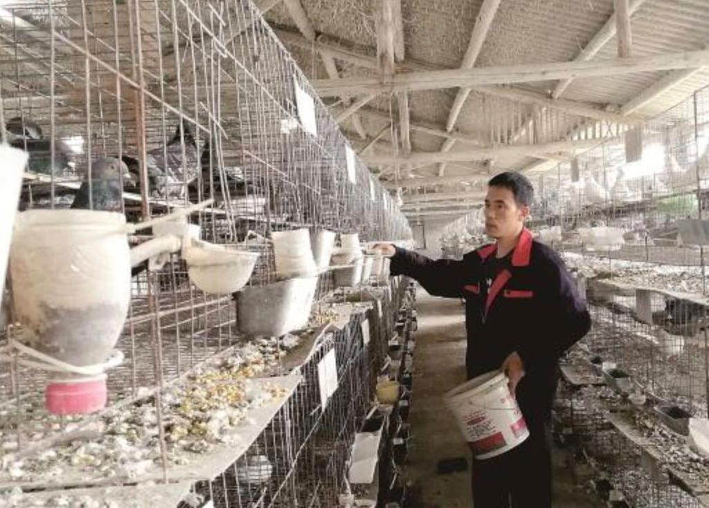 重庆永川旷伟放弃煤矿工作养肉鸽年入过百万