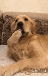 壁纸 动物 狗 狗狗 200_316 gif 动态图 动图