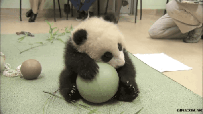 壁纸 大熊猫 动物 400_225 gif 动态图 动图