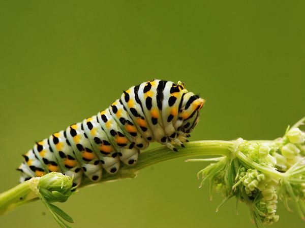 在农村菜地里常见的老虎虫竟是天蚕的幼虫?