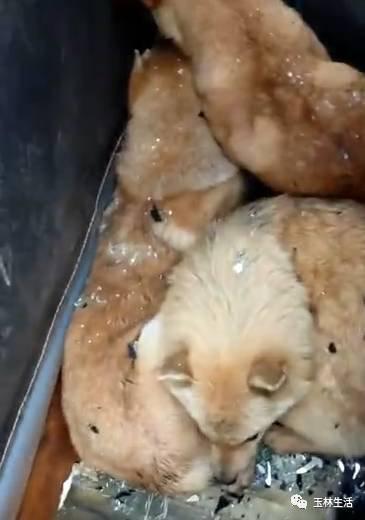 果不其然!两男子在广西玉林某村偷狗,下场有点