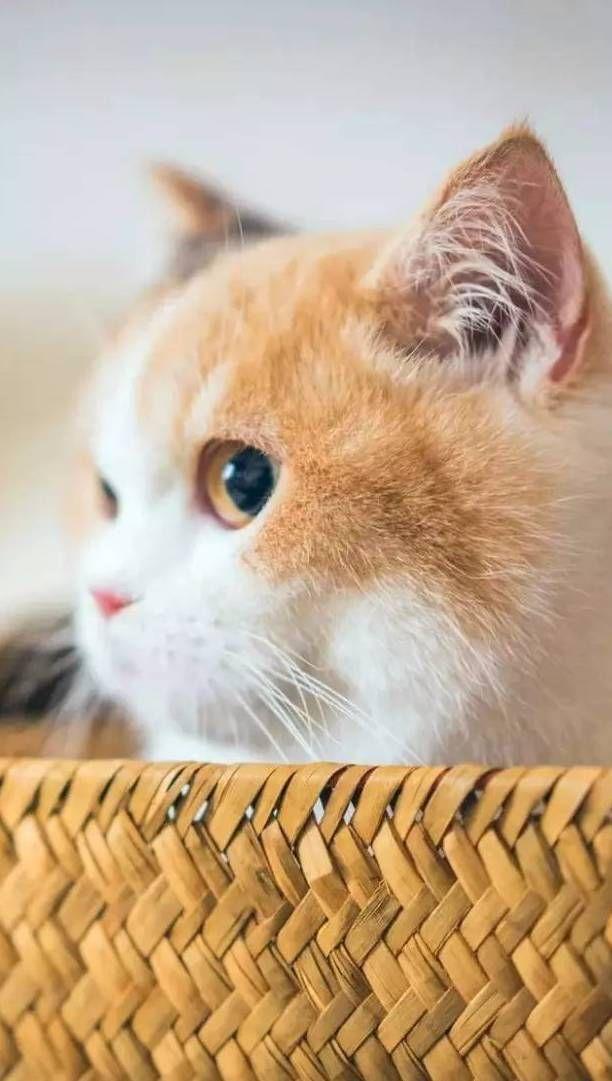 这些猫咪的眼神会说话,每张照片都能深深地打动了你!