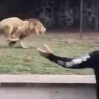 这只狮子被放出后就跑，结果瞄到一旁最爱的奶爸...