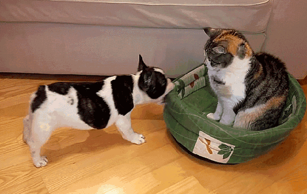 喵星人和汪星人到底谁聪明?科学家终于给出答案了