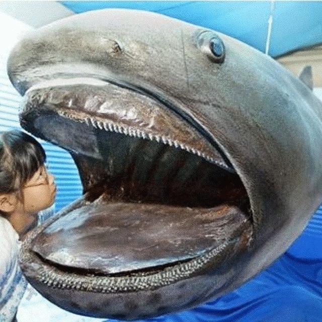 这些来自深海的罕见生物长相奇特，有的已存在5亿年_凤凰资讯