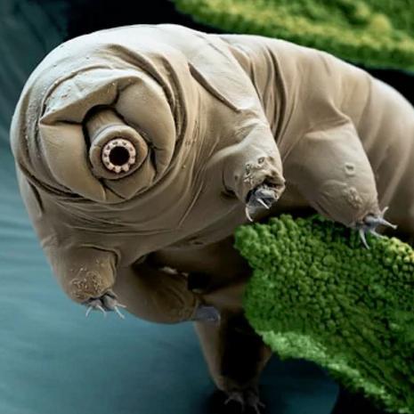 这些来自深海的罕见生物长相奇特,有的已存在