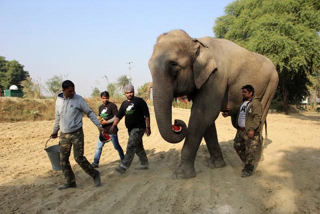 大象被动物贩子囚禁近40年，如今被解救但却身患多种疾病