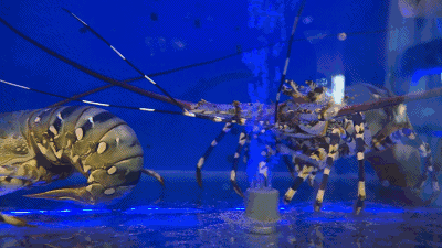 壁纸 海底 海底世界 海洋馆 水族馆 桌面 400_225 gif 动态图 动图