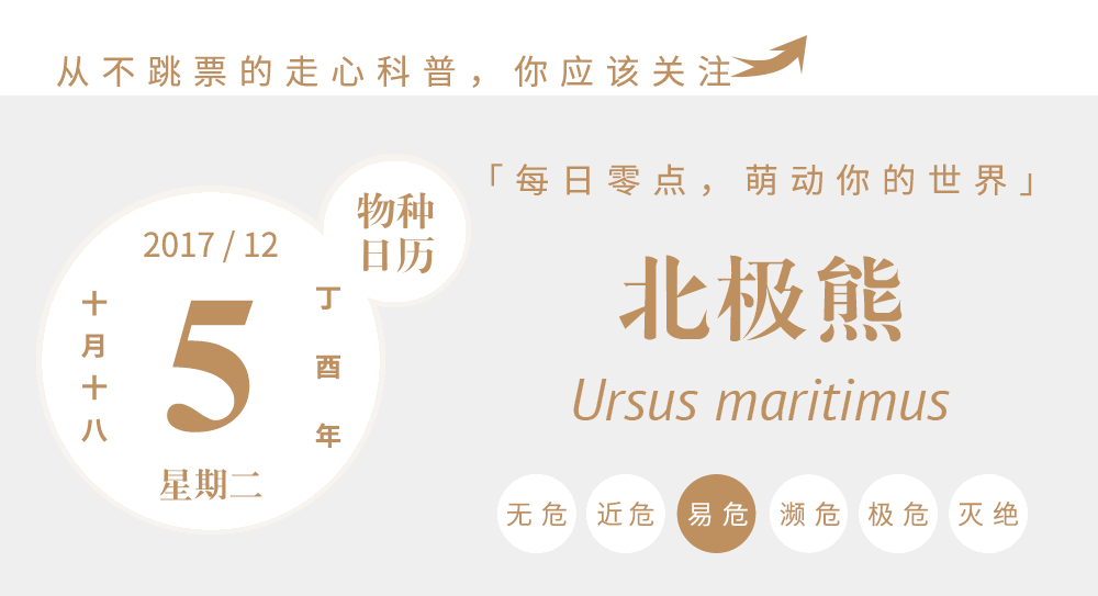 作为德国柏林动物园首只人工喂养成活的北极熊,它深受德国人的喜爱.