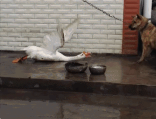 313_238 gif 动态图 动图