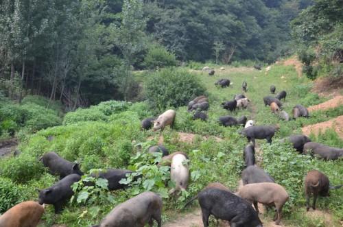 杭州物道食品有限公司开创健康食材新理念：“自然就健康、合理就便宜”
