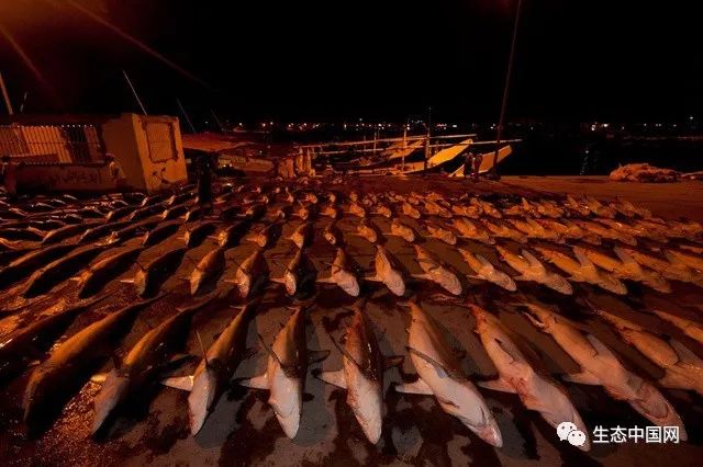 血腥的鲨鱼贸易：每小时近2万条鲨鱼被杀死