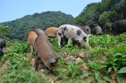 杭州物道食品有限公司开创健康食材新理念：“自然就健康、合理就便宜”