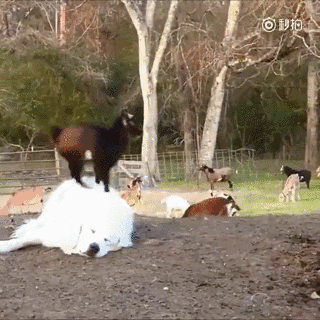 这大概是史上最憋屈的牧羊犬了.竟然被羊追着满场跑!