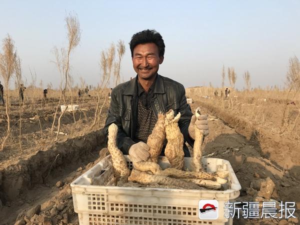 他在吐鲁番种肉苁蓉 一年赚150万元被村民称