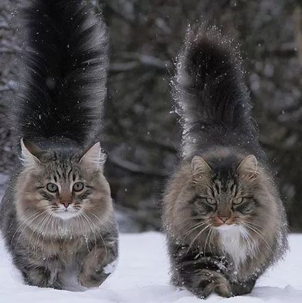 俄罗斯一网友家养的这只挪威森林猫简直霸气10足，感受下