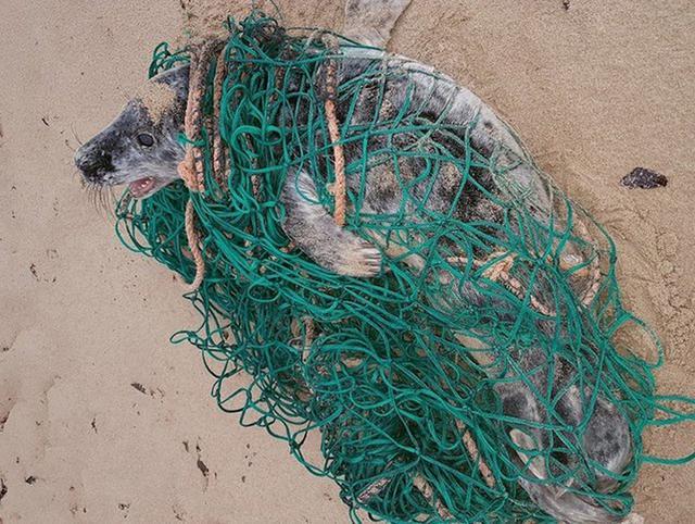 6周大的小海豹被渔网缠住动弹不得，被救后异常兴奋