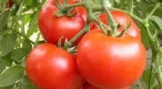为何西红柿越来越难吃？背后有整个人类的危险和机遇