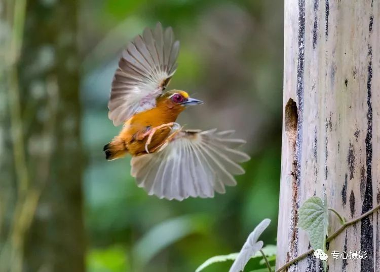 世界上最小的啄木鸟，如何“恋爱生子”？