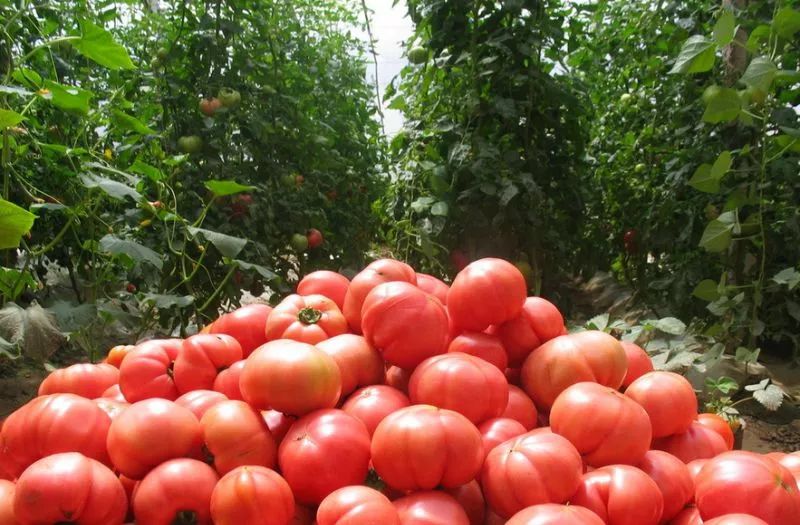 为何西红柿越来越难吃?背后有整个人类的危险