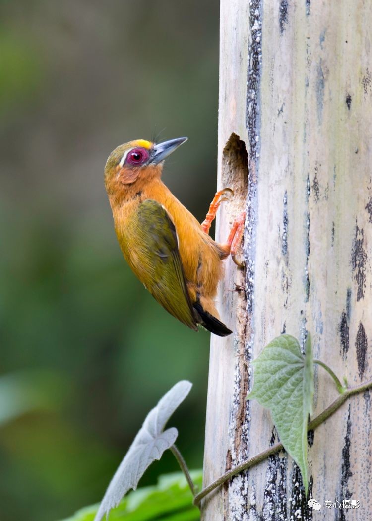 世界上最小的啄木鸟带你重温哺育之恩