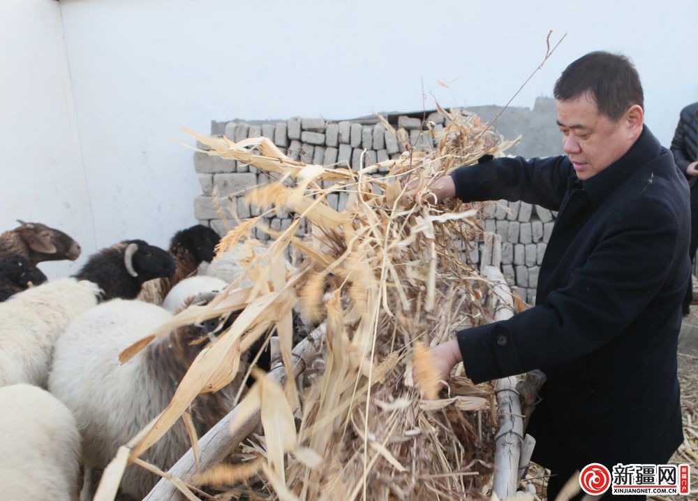 图为焉耆县委徐卫东拿着草料喂牲畜