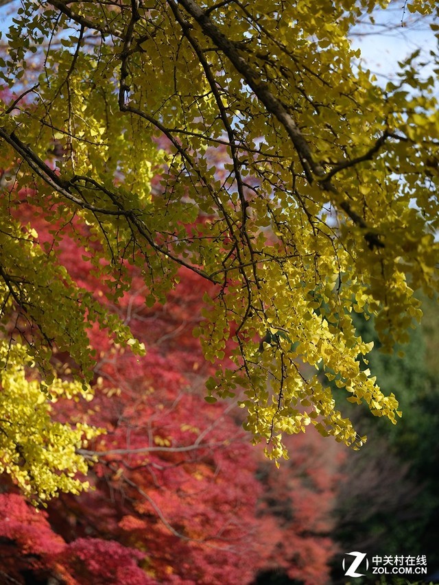顶级虚化体验 富士GF 110mm f/2.0评测 