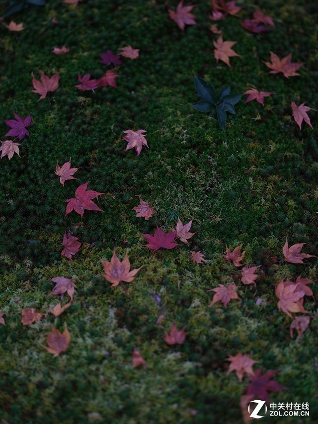 顶级虚化体验 富士GF 110mm f/2.0评测 