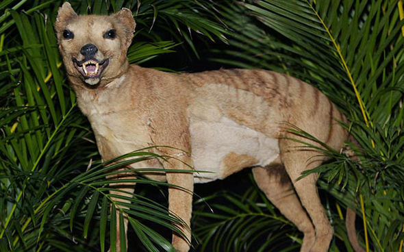 研究人员提取袋狼DNA 能把这种灭绝动物复活吗？