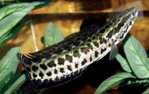 常常一夜之间某种火锅遍地开花 水族资讯 重庆水族市场第2张 常常一夜之间某种火锅遍地开花 水族资讯 重庆水族市场第2张