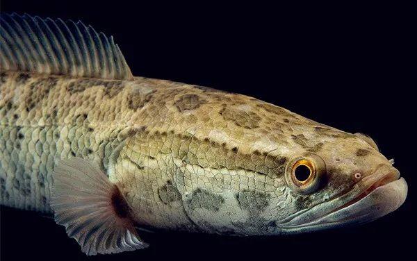 常常一夜之间某种火锅遍地开花 水族资讯 重庆水族市场第1张 常常一夜之间某种火锅遍地开花 水族资讯 重庆水族市场第1张
