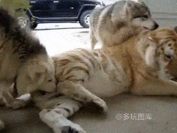 壁纸 动物 猫 猫咪 小猫 桌面 360_270 gif 动态图 动图