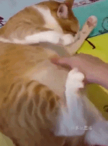 壁纸 动物 狗 狗狗 220_296 gif 动态图 动图