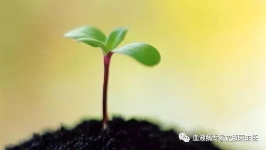 确诊白血病需要做的检查汇总,治疗专家提供供