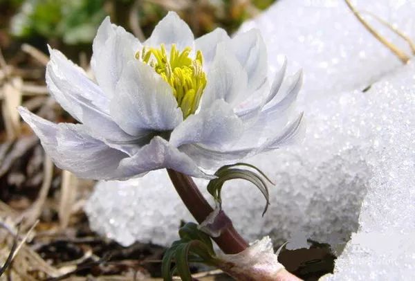 云的雪山上,生物很难生存,但 却顽强地生长着一种珍贵的花朵—雪莲