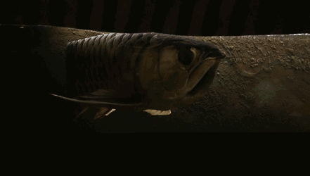 壁纸 动物 鱼 鱼类 441_250 gif 动态图 动图