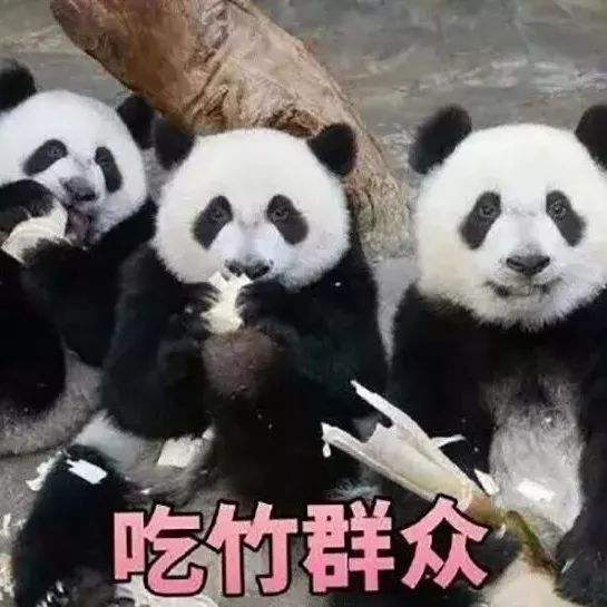 大熊猫便便做成纸巾了，要不要买一包来擦擦嘴？