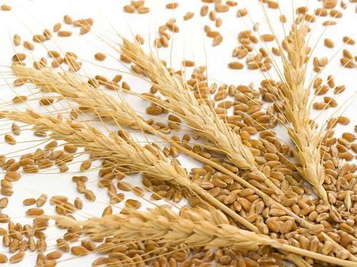 玉米价格上涨却命不同:谁攫取了小麦头上的三毛钱